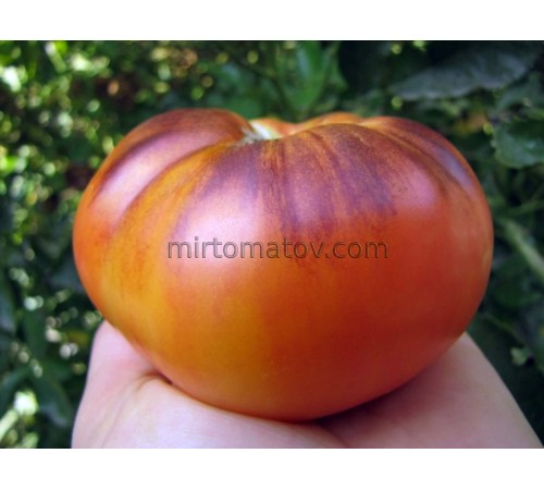 Італійська Синя (Italian blue)