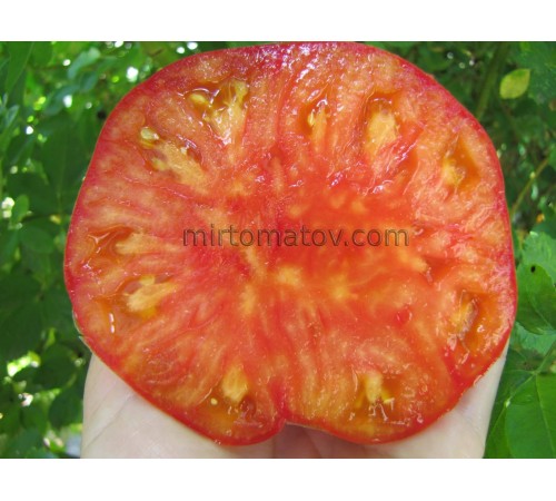 Італійська Синя (Italian blue)