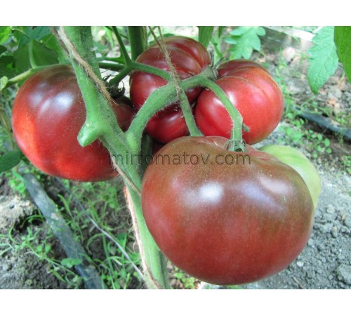 Violet of Cadiz (Violeta de Cadiz)