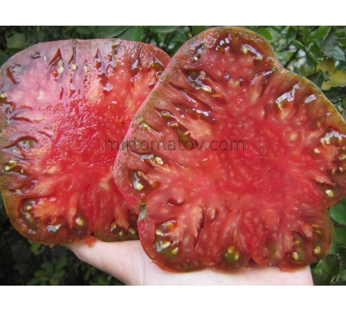 Violet of Cadiz (Violeta de Cadiz)