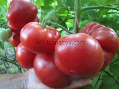 Китайский ранний