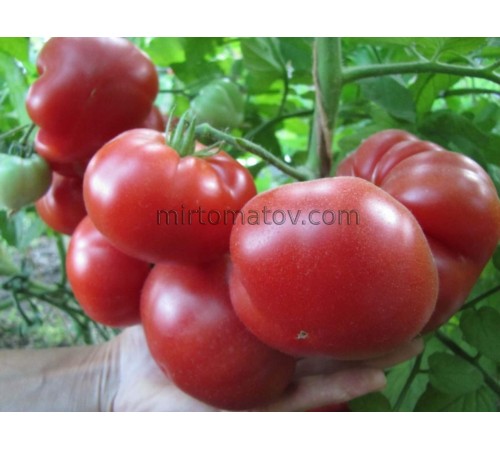 Китайский ранний