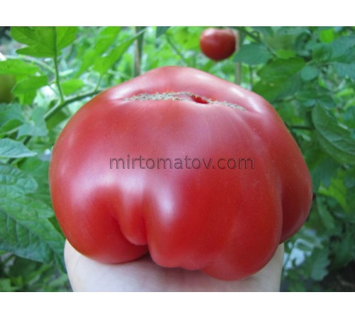 Китайский ранний