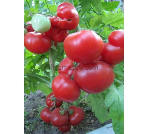 Китайский ранний