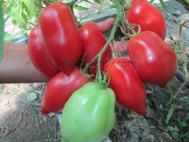 Kozula 202 (Kozula 202)