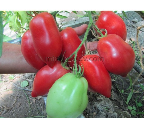 Kozula 202 (Kozula 202)