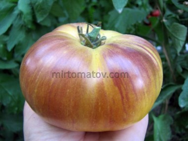 Queen of the Sun (Sun Queen)