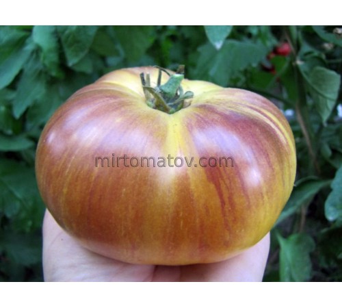 Queen of the Sun (Sun Queen)