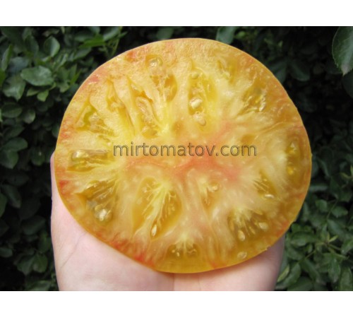 Queen of the Sun (Sun Queen)