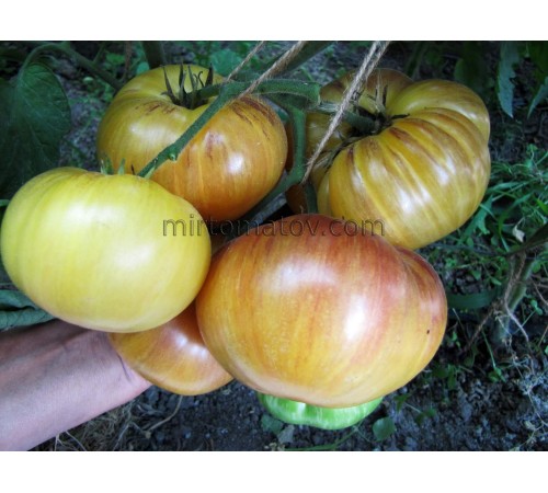 Queen of the Sun (Sun Queen)