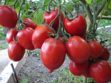 Червона лисиця