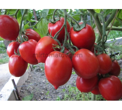 Червона лисиця