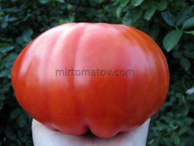 Червоний Кілограм Салерно (Chilo Rosso Di Salerno)