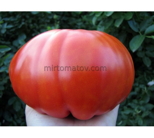 Червоний Кілограм Салерно (Chilo Rosso Di Salerno)