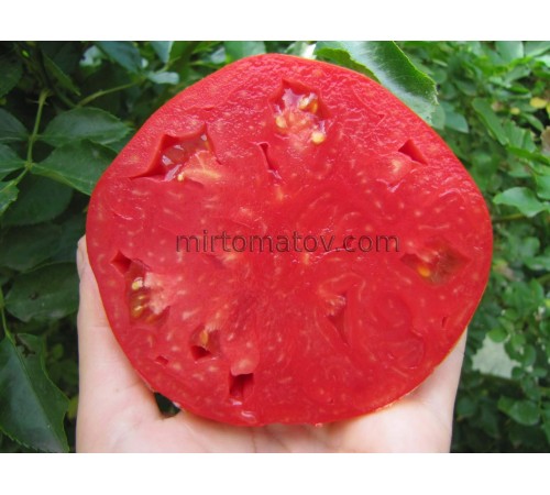 Червоний Кілограм Салерно (Chilo Rosso Di Salerno)