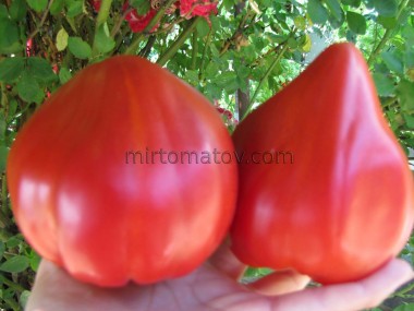 Червоний дзьоб (Red beak)