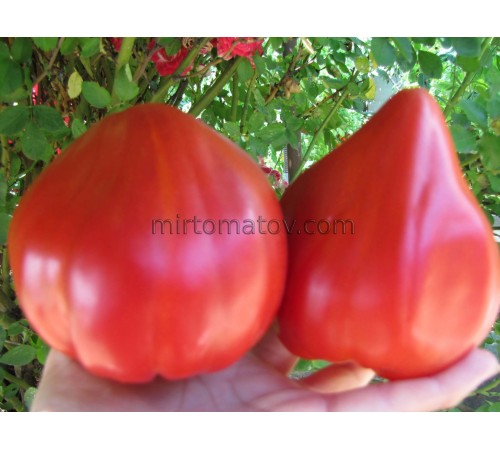 Червоний дзьоб (Red beak)