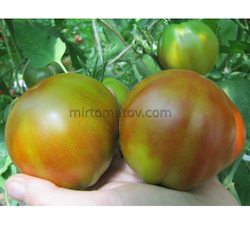 Крылья ангела (Angel Wings)