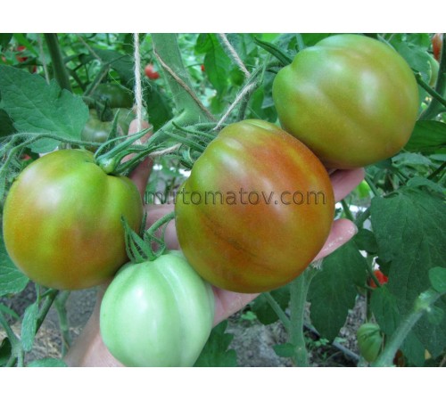 Крылья ангела (Angel Wings)