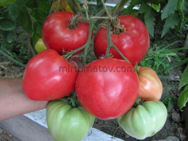 Кумбель (Сoombell)