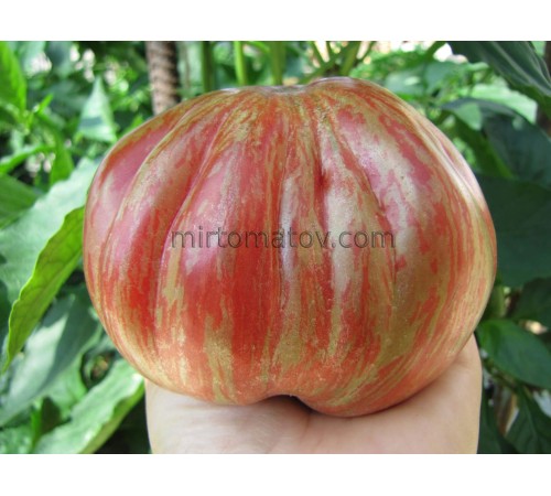 Лос Анджелес (Los Angeles)