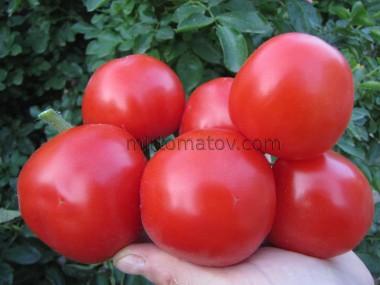 Мадонна Рафаеля