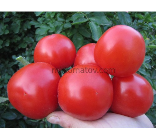 Мадонна Рафаеля