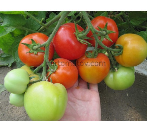 Мадонна Рафаеля