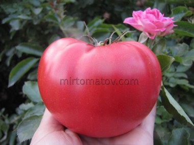 Малинове Віконт