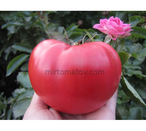 Малинове Віконт