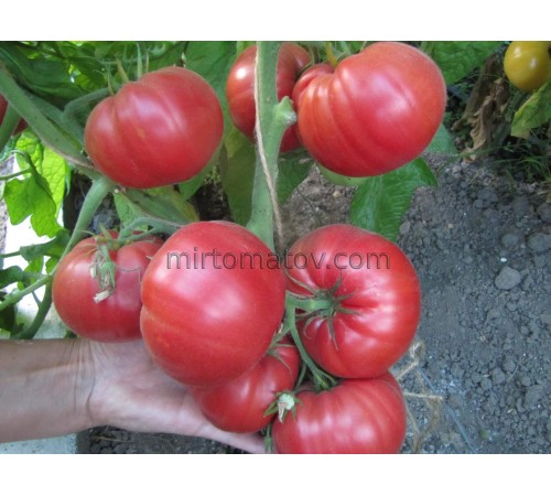 Малинове Віконт