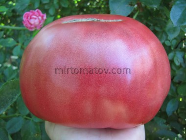 Медвежья лапа розовая