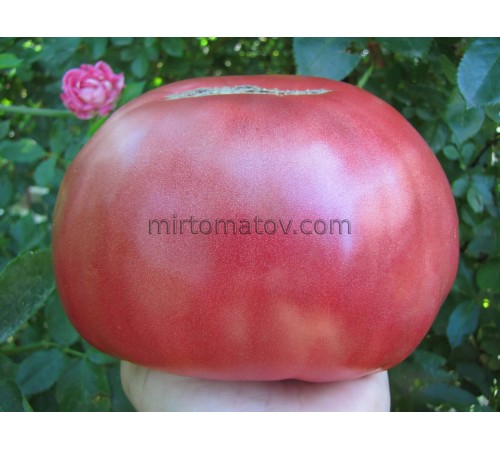 Медвежья лапа розовая