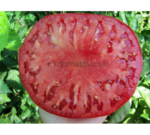 Медвежья лапа розовая