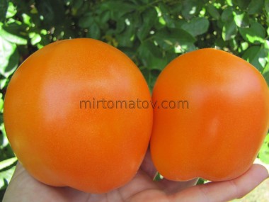 Медові груші