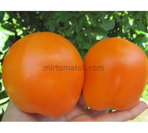 Медові груші