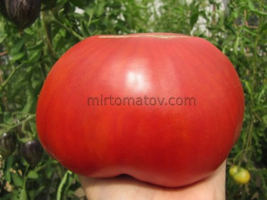 Мінусинські кулі