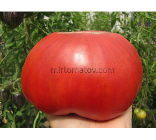 Мінусинські кулі