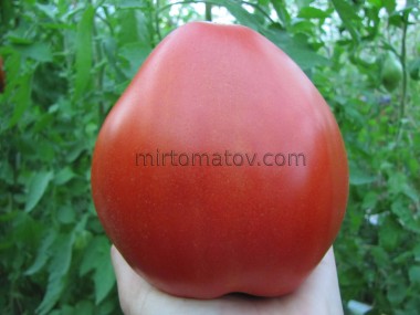 Мінусинське Бичаче Серце Витягнуте