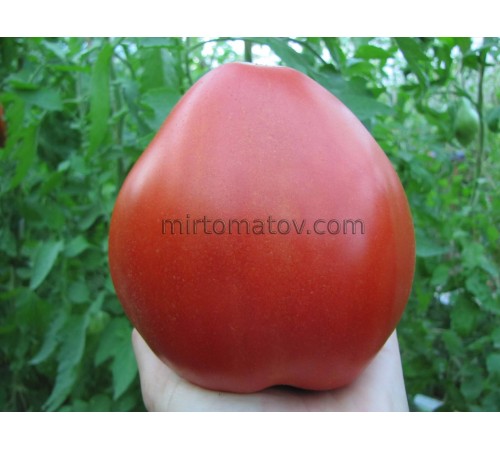 Мінусинське Бичаче Серце Витягнуте