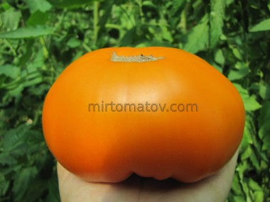 Міраж Захід сонця ( Sunset Miraval)