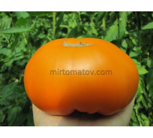 Міраж Захід сонця ( Sunset Miraval)