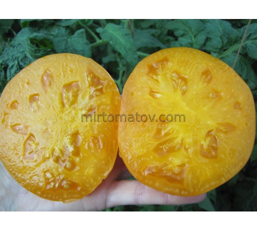 Міраж Захід сонця ( Sunset Miraval)