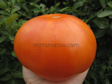 Мері Рейнольдс (Mary Reynolds)