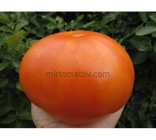 Мері Рейнольдс (Mary Reynolds)