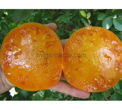 Мері Рейнольдс (Mary Reynolds)