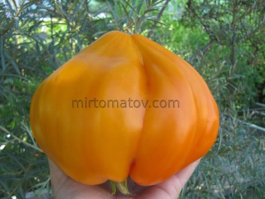 Насолода Тітоньки Сварло помаранчевий