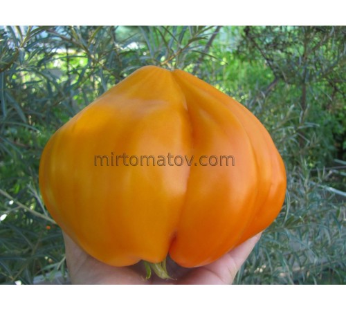 Насолода Тітоньки Сварло помаранчевий