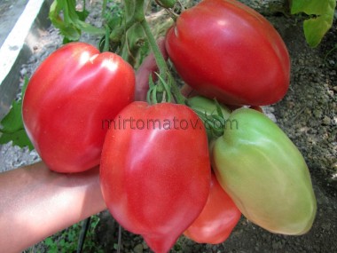 Наш Фламінго