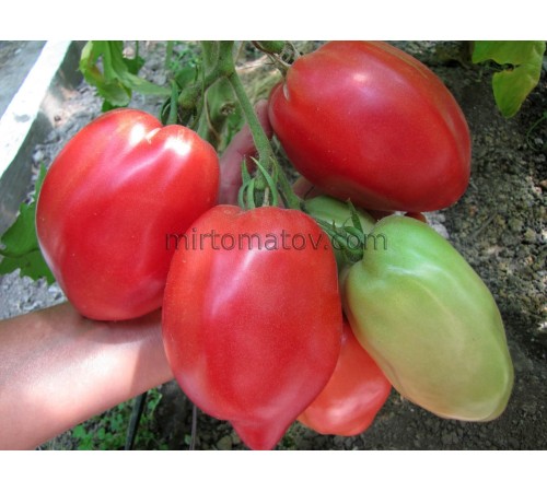 Наш Фламінго